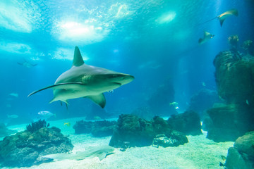 Undersea background with copy space. Front view of white shark swimming under blue ocean. Undersea...