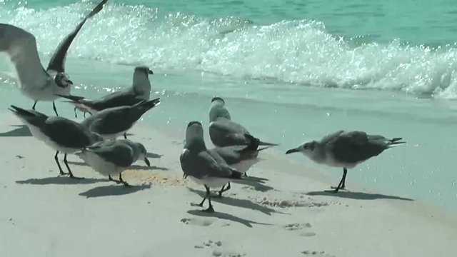 Seem&ouml;wen am Strand streiten ums Futter