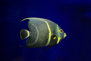 Isolated fish on black background