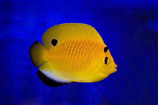 Apolemichthys xanthopunctatus (Goldflake Angelfish)