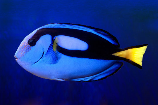 Blue Tang (paracanthurus hepatus) 