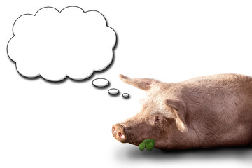 Glückliches Schwein mit Traum