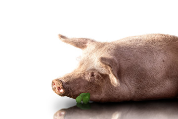 Glückliches Schwein mit Kleeblatt spiegelnd