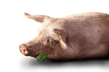 Glückliches Schwein mit Kleeblatt