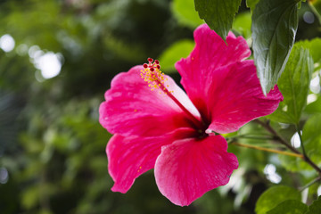 Hibiscus flower off center the frame.