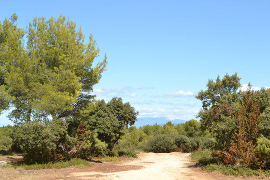 een grindpad door de typische bossen van het regionaal natuurgebied de Alpilles