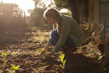 Side view of woman planting saplings at farm