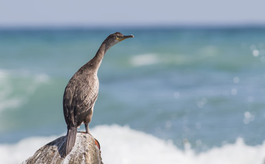 Cormorants on the rocky shore