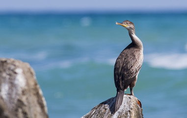 Fototapeta na wymiar Cormorants on the rocky shore