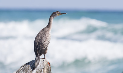 Cormorants on the rocky shore