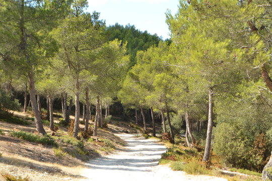 een gravelpad van kalksteen door een typisch bos van regionaal natuurgebied de Alpilles