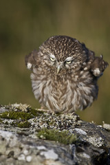 little Owl
