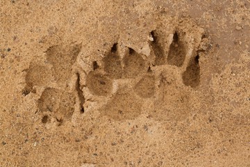 Paw dog footprints on the sand textures.