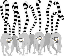 lemurs