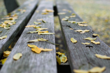 Fototapeta premium Autumn Bench