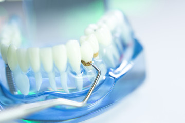 Dental teeth dentist model