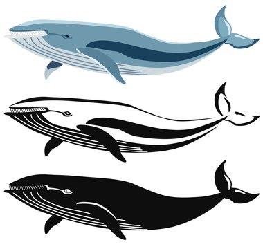Set of images of blue whale and its silhouettes. Vector.