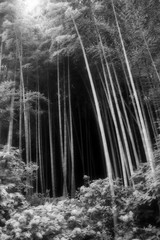 Bamboo Forest in Black and White