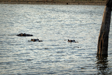 Group of Hippopotamus swimming in a lake, Kruger National Park, South Africa