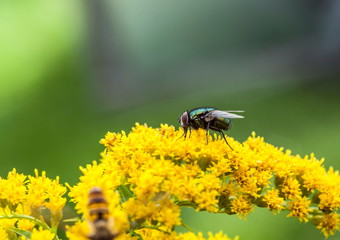 Fly on the yelow blossoms