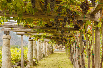 the typical agricultural architecture of the vineyards of Carema, in Piedmont, Italy /pylons, stone and lime columns and chestnut poles support the pergola of rows of grapes