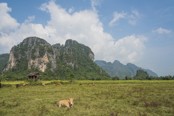 Green rice fields and mountains, Vang Vieng, Laos