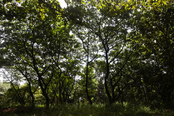 Green trees in the forest for background.