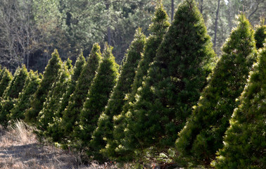 Christmas Tree farm in forest