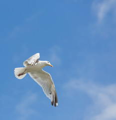 Single seagull in flight on blue sky