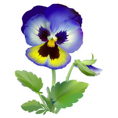 Pansy flower.
Hand drawn vector illustration of a garden variety of Viola tricolor on transparent background, realistic style.
- 174732446