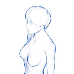 Woman Body Shape, Upper Body