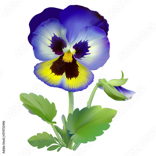 "Pansy flower. Hand drawn vector illustration of a garden variety of
