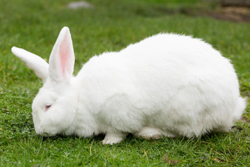 Fototapeta premium White Flemish Giant rabbit