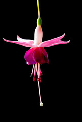 Beautiful pink fucshia flower on black
