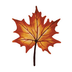 Maple autumn leaf, on a white background.