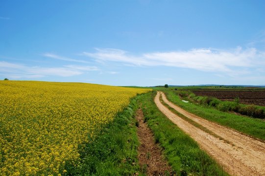 kanola