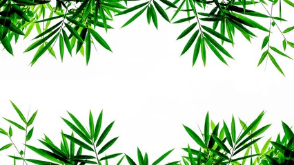 Naklejki  zielone liście bambusa na białym tle