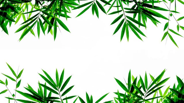 green bamboo leaves isolated on white background