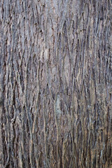 Seamless tree bark texture