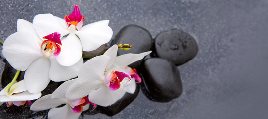 White orchid and black spa stones.