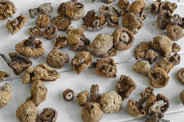 Dry Mushrooms isolated on white background. Selective focus