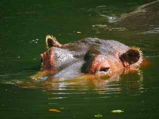 Fototapeta premium Hippopotame