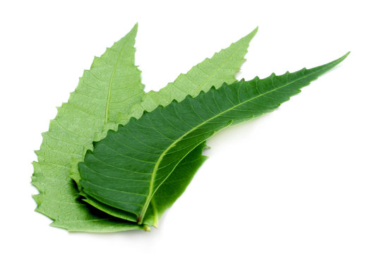Ayurvedic neem leaves