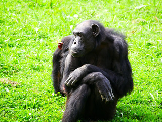 Chimpanzé