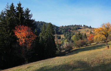 Autumn landscape in Rodopi, Bulgaria. Cherry wood, forest meadow.