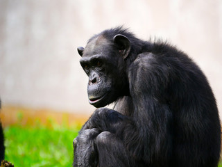 Fototapeta na wymiar Chimpanzé