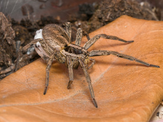 Spider Hogna radiata with her egg sack