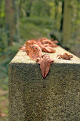 buchenblätter