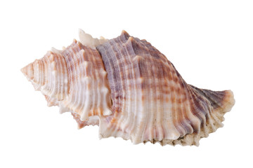 Sea shells arranged isolating on a white background.