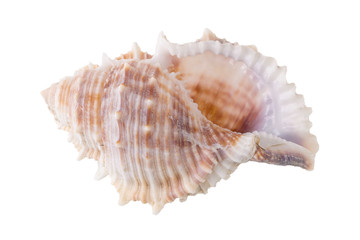 Sea shells arranged isolating on a white background.